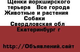 Щенки йоркширского терьера - Все города Животные и растения » Собаки   . Свердловская обл.,Екатеринбург г.